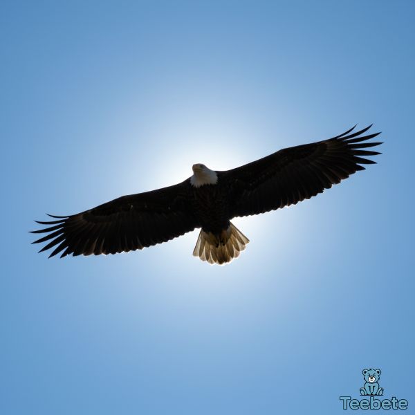 Bald Eagle Soaring Freedom American Symbol
